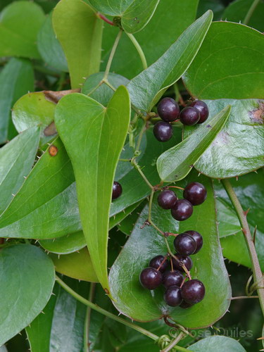 Smilax